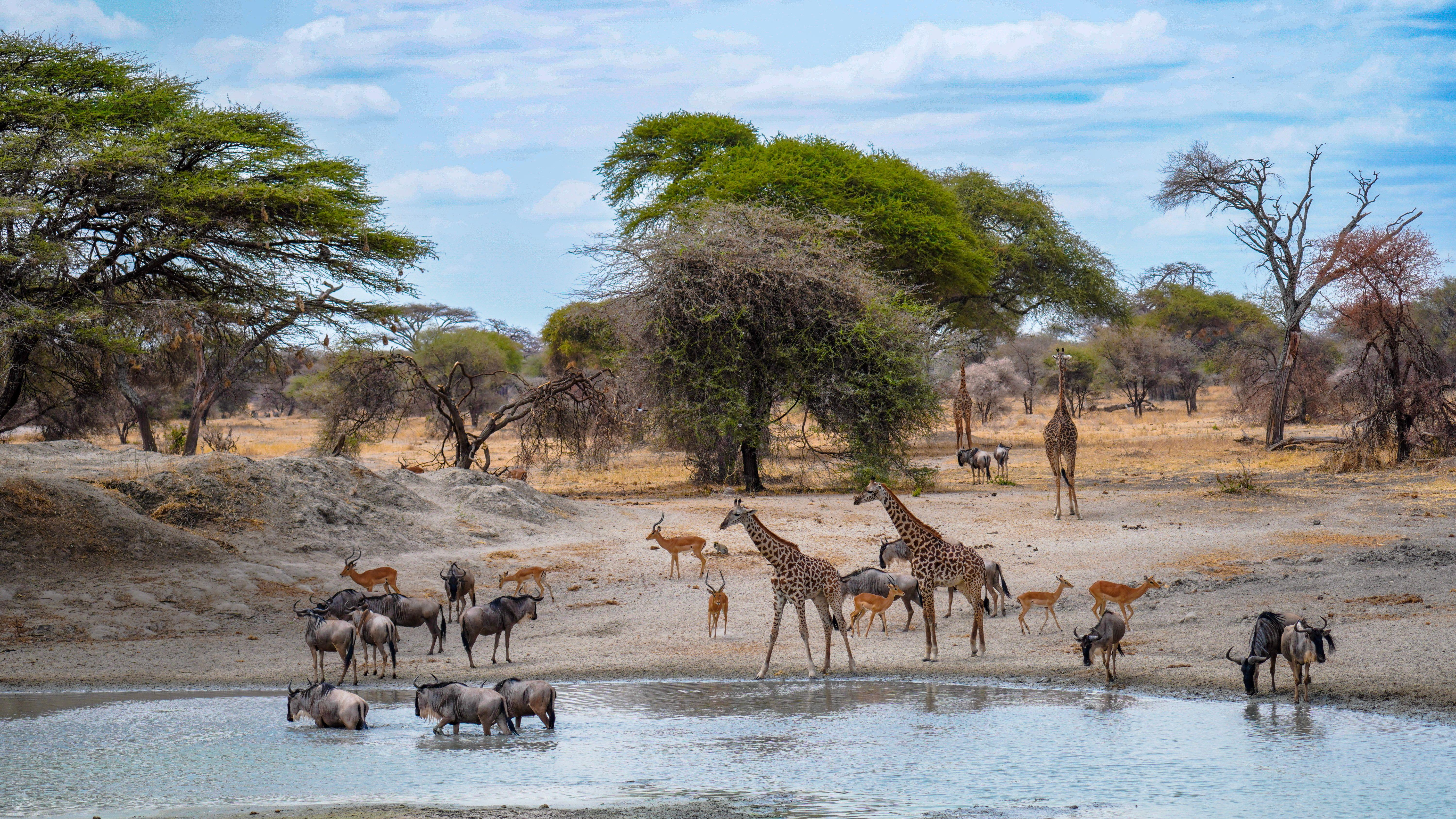 Africa
